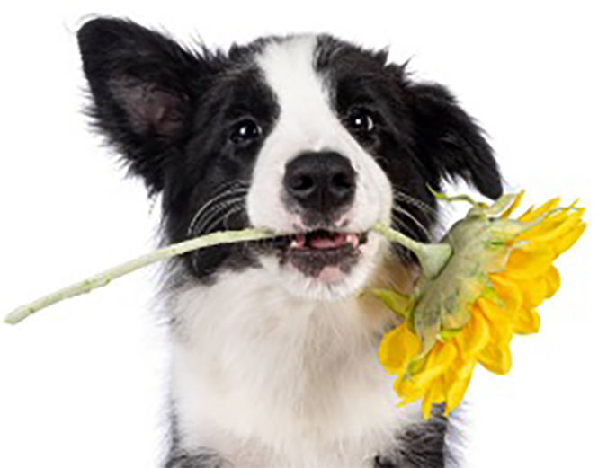 ひまわりをくわえた犬